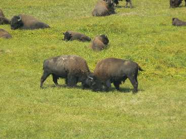 wyel-11-day3-6 buttting  bison.jpg (469425 bytes)